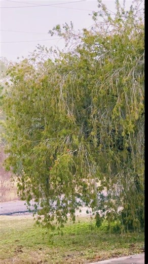 Trees swaying in the rain 🌧️🌿 #rain #relax #rainsounds #calm
