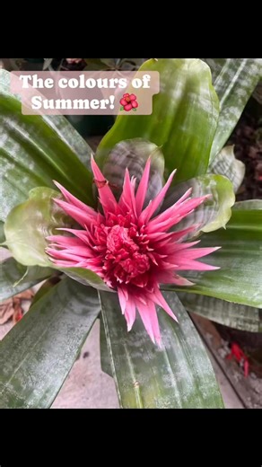 The nursery is looking so vibrant with all the colours of Summer at the moment! Come on in buy something special for your garden! Open 7 days, 9am to 4pm 🌺🪴 #summergardening #bright #colourful #flowers #plants #glenbrookvillagenursery #glenbrook #bluemountains #visitglenbrook | Glenbrook Village Nursery