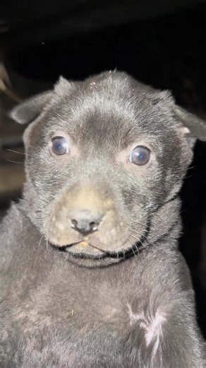 Cute Dogs Compilation: Adorable Moments in One Video