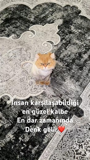 #kedishorts #turkishcat #kedi #tatlıkediler #cat #kedilerim #kitten #animals #funnycats
