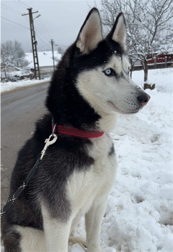#luna #husky #animalsoftiktok #fy #trendingvideo TikTok