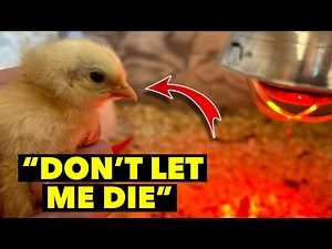 Set Up Your Brooder Like This So Your Baby Chicks THRIVE