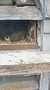 Inexperienced Pigeon Learns Harsh Falcon Lesson #birdseyeview #birdlife #hatchingeggs #feedingtime #birdlovers | Baby Bird Bites