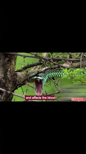 “Africa’s Silent Tree Assassin 🐍🌿”