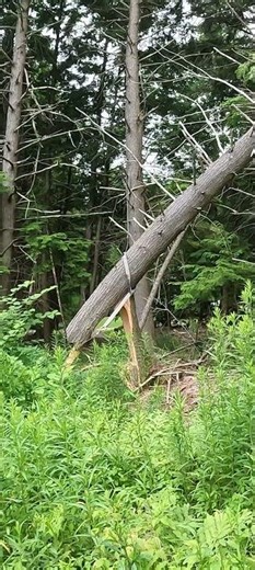 Dangerous Tree Work #Tree #chainsawman #chainsaw