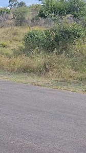 Watch as this Beautiful one-eyed female Leopard walk past our vehicle this week on safari. #leopard #krugernationalpark #safari #nature #wildlife | Kruger Gone Wild Safaris