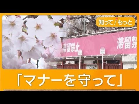 桜隠すピンクの幕が名所・目黒川に 「滞留禁止」「一方通行」注意呼びかけ【知ってもっと】【グッド！モーニング】(2026年3月27日)