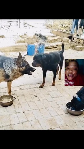 Silent is the best answer just take a look at this beautiful creature 😀 | Amazing grace TV