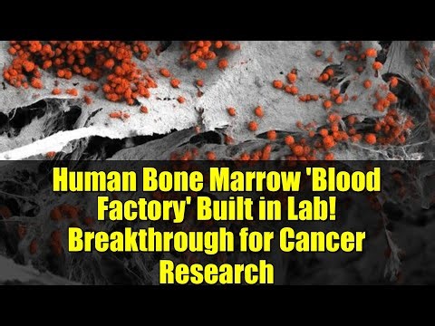 Human Bone Marrow 'Blood Factory' Built in Lab! Breakthrough for Cancer Research