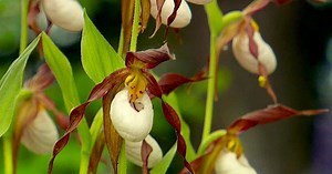 Oregon Field Guide | Grande Ronde Wildflowers | Season 25 | Episode 2509