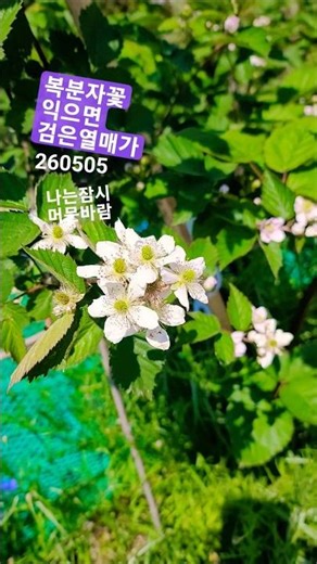 복분자꽃.열매는 익으면 검은색 #봄소풍 #여행 #garden #travel #flowers #봄준비 #nature 260505