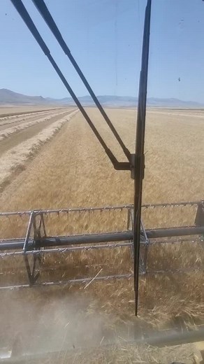 Combine Harvester in Action: Capturing Agricultural Life
