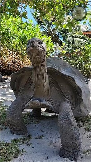 UNIQUE FACTS ABOUT TURTLES THAT FEW PEOPLE KNOW