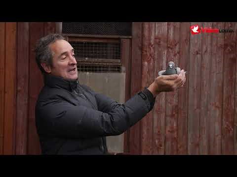 Marek Maciąg PZHGP Biskupiec - breeding news. "Pigeons like tanks."