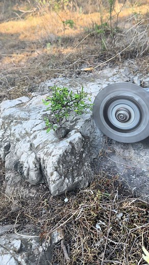 Small Stone Bonsai: Mini Bonsai Care & Display Tips