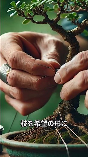 初心者向け盆栽の手入れ方法: 簡単ステップで美しい盆栽を育てる | Bonsai Care Tips for Beginners: Simple Steps for Beautiful Bonsai