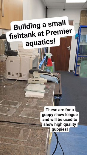 15K views · 49 reactions | I've build all sizes of tanks over the years but these guppy show tanks are amongst the smallest I can easily put together (my hand doesnt fit inside anything smaller to trim the silicone!) They are being used by the guppy associations to show guppies online to exacting standards. A quick example can be found here.. https://youtu.be/wCvsrMFDt30?si=k5nod_85GjUGuroI | Premier aquatics ltd | Facebook