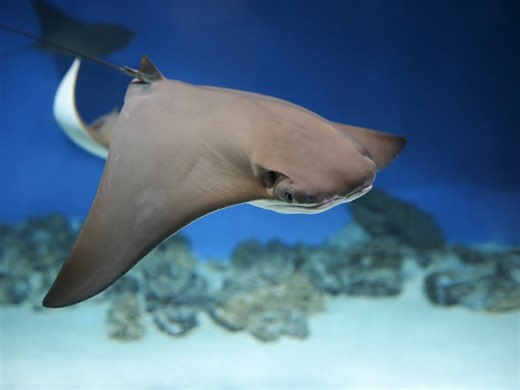 Bullnose And Cownose Rays Sighted In Huntington Waters Among Uptick Of Marine Life