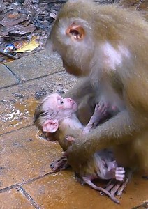 Most sad baby monkey tries ask mom for milk under rain by hungry #monkey #babymonkey #cutebaby #cute #monkeys | Monkey RoJo