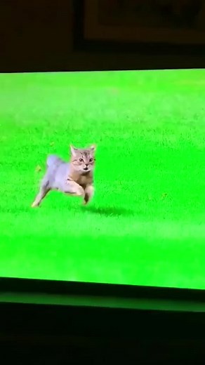 Os vídeos de Gatos engraçados (@gatos.atos) com som original - Gatos engraçados