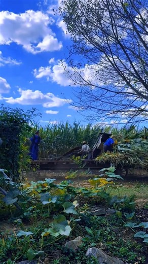 50K views · 2K reactions | Amish working #amish #amishcountry #amishlife #amishbuilt | Amish Life Stories | Facebook