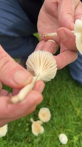 A very common edible wild mushroom. #WildFoodUK #foraging #fungi #Mushrooms #wildmushrooms #mycology #wildfood #foragingcourses | Wild Food UK