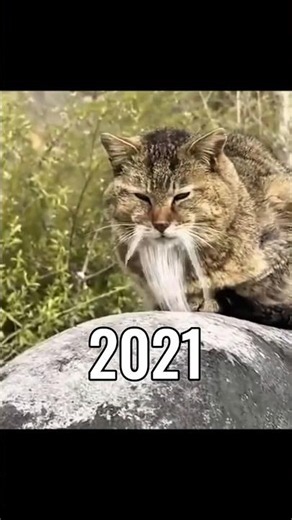 The Most Legendary Cat Memes (Then Vs Now) 😭💔