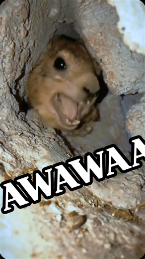 Michael kuroda on Instagram: "Hyrax screaming AWAWA, remastered edition My videos been making rounds again, and I figured that I’d play around with an oblivion remastered version of him. #wawa #awawa #hyraxcave #hyraxcall #scream #hyraxscream #dassie #awebo"
