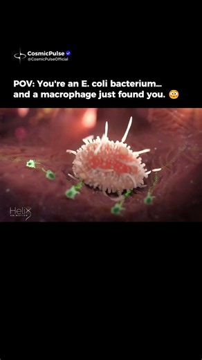 Your Immune Cells Are Hunting Bacteria Right Now 😳