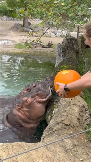 1.2K views · 52 reactions | It’s hippo feeding time! 鍊Did you know that hippos have one of the strongest bites in the animal kingdom! They use their jaw for defense and chewing tough vegetation! #hippos #gogreen #animals #animalvideos #naturevideos #sustainability #animalsanctuary #naturereels #green #reels | The Nature Foundation | Facebook