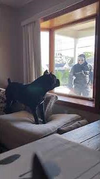 Cane corso attack instinct in action, View1.