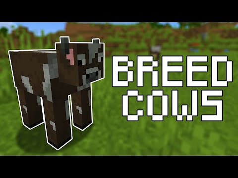 How to Breed Cows in Minecraft (All Versions)