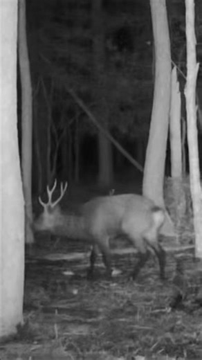 Sika Stag BUGLES x 3! #easternshore #sikadeer #sikastag #hunting #deer #marshghost #nature #wildlife