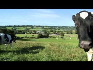 Cows back on Worthy Farm after fastest Glastonbury clean-up in history