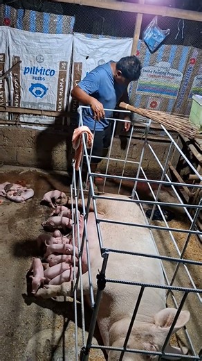 #pigfarming #hograiser #hograising #livestockfarming #pigindustry #farming101 #hogger #piggeryfarm