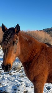 10K views · 7.1K reactions | Lupine the prettiest bay mare in the...