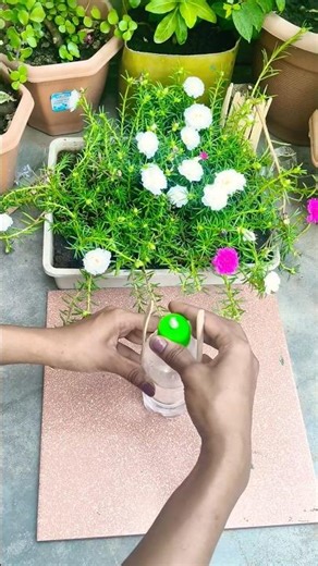 1Botttle = automatic watering Hack || #DIY #dripirrigation #drip #gardening #short
