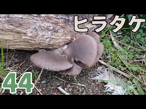 きのこちゃんのきのこ図鑑「ヒラタケ」
