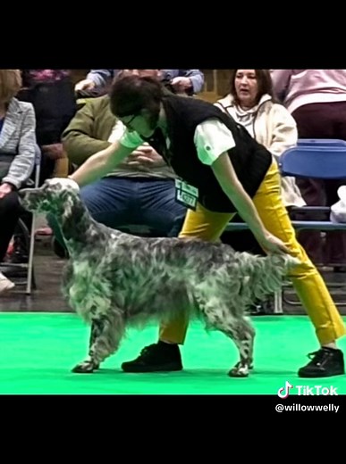 Best of Breed English Setter at Crufts 2026