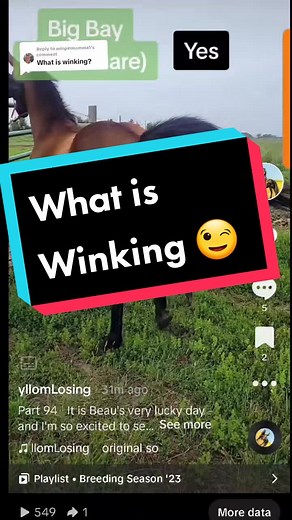 Replying to @minpinmomma1 Winking and urination are big things I look for in a mare that's in heat.