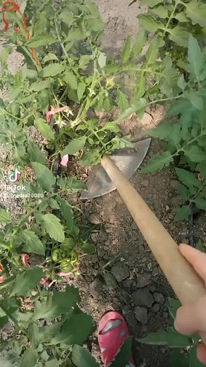 nadea on TikTok