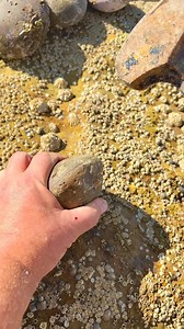 43K views · 770 reactions | Here is a limestone rock that we found in...
