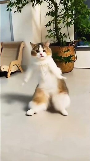 🐱✨️Breakdancing Cat in Action!#cat #dance #beats