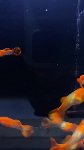 #guppy #fyp #viral #viralvideo #fypシ #fypシ゚viral #guppyfish #guppylover #guppybreeder #guppyindonesia #guppyfarm #guppyoftiktok #relax #relaxing #relaxingvideos #guppy_addict #fishtank #fish #guppykoi #guppyindonesia🇮🇩