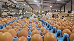 Cocorette va investir près de dix millions d’euros sur cinq ans pour moderniser son site à Doullens