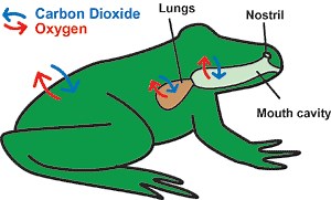 Avian and Amphibian Respiratory Systems