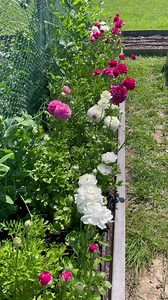 How to harvest and store ranunculus corms. #flowergarden #ranunculus #ranunculusflower #gardentips #harvest | From Dream to Seed