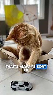 You: There's no way my cat can fit into that box. 📦 Your Cat: 😏