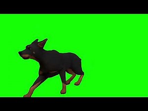 Green Screen Dog video effects
