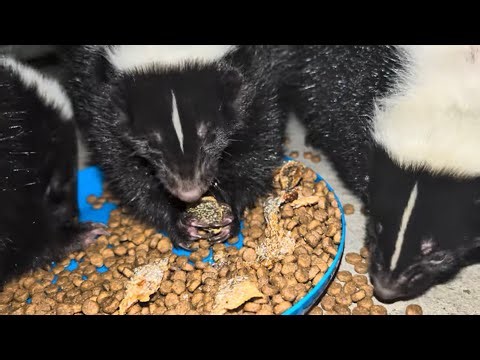 Hungry Skunks Feast on Kibble and Salmon Skins | Wildlife Dinner Time